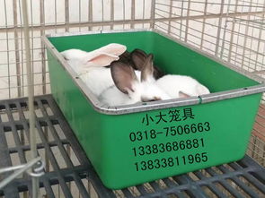 出售仔母兔笼 母兔笼 蛋鸽笼 肉鸽笼 小鸡笼 蛋鸡笼 鹌鹑笼 运输笼 鹧鸪笼 宠物笼