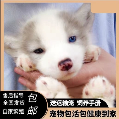 狐幼崽宠物纯种异瞳蓝眼黑色白色小型自家宠物粮食包邮包活